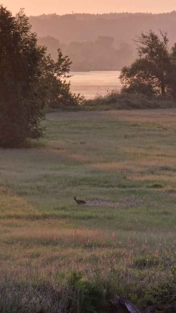 morning sunrise with wildlife